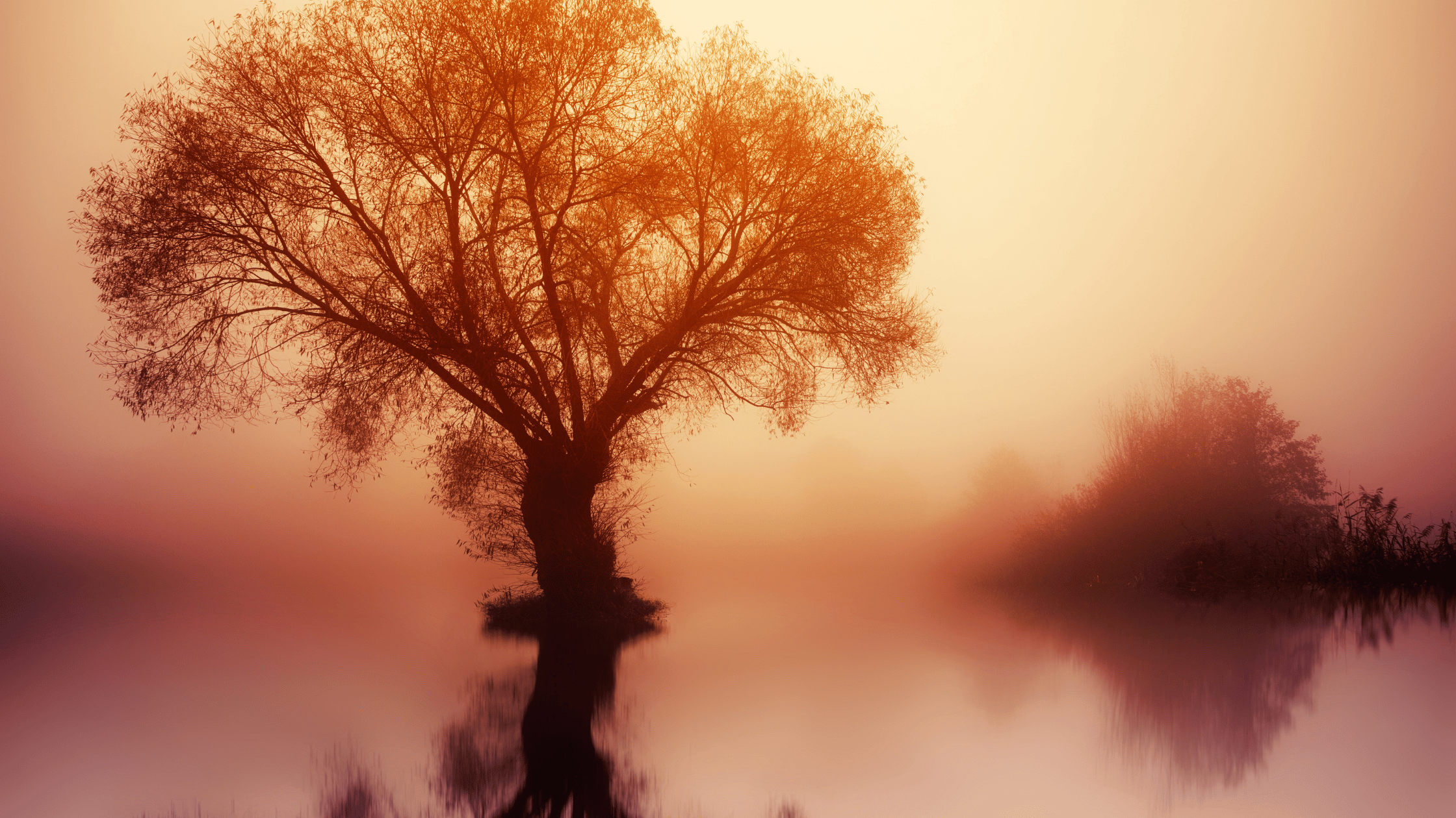 Árbol solitario al atardecer simbolizando equilibrio y serenidad.